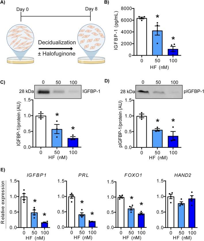 https://cdn.ncbi.nlm.nih.gov/pmc/blobs/5d5d/12439679/3e52686d6392/JCMM-29-e70821-g005.jpg