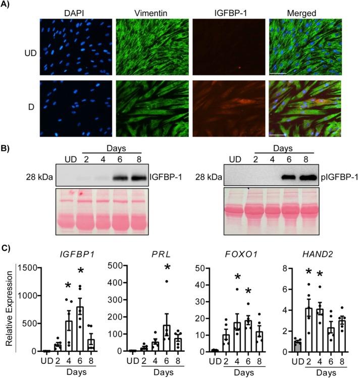 https://cdn.ncbi.nlm.nih.gov/pmc/blobs/5d5d/12439679/556c33987696/JCMM-29-e70821-g003.jpg