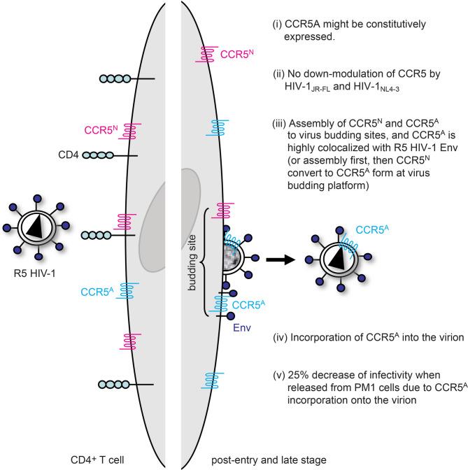 https://cdn.ncbi.nlm.nih.gov/pmc/blobs/5d60/12279923/5d8715823166/41598_2025_12653_Fig7_HTML.jpg