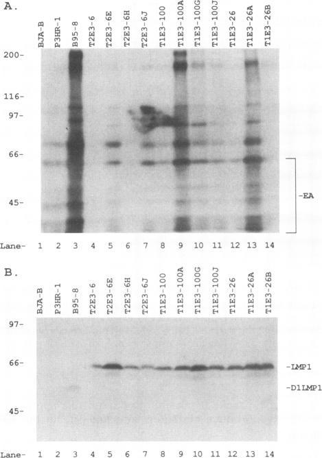 https://cdn.ncbi.nlm.nih.gov/pmc/blobs/5d68/240778/14ebc000b117/jvirol00035-0190-a.jpg