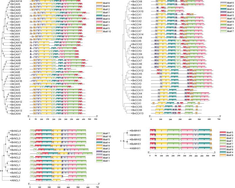 https://cdn.ncbi.nlm.nih.gov/pmc/blobs/5d69/12279817/9f8a54fd443d/fpls-16-1506461-g003.jpg