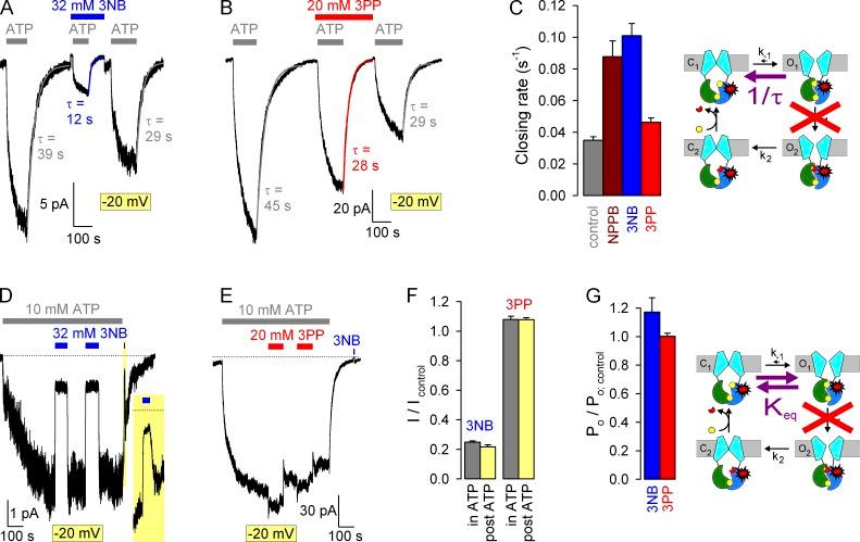 https://cdn.ncbi.nlm.nih.gov/pmc/blobs/5d6e/4178936/7fd344e76eb2/JGP_201411246_Fig8.jpg