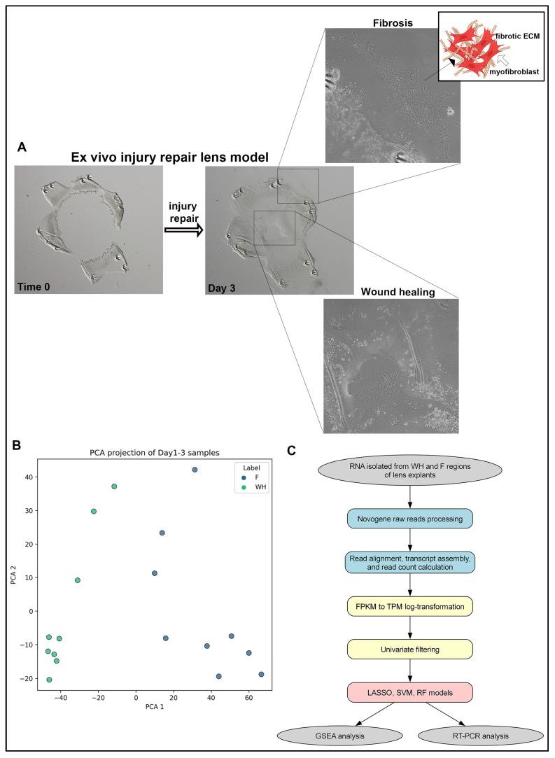 https://cdn.ncbi.nlm.nih.gov/pmc/blobs/5d77/12347510/689ef2f5b7b5/ijms-26-07422-g001.jpg