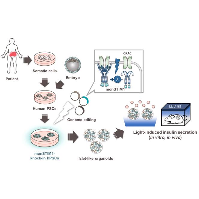 https://cdn.ncbi.nlm.nih.gov/pmc/blobs/5d7d/10188912/4ff6a2aadb84/fx1.jpg