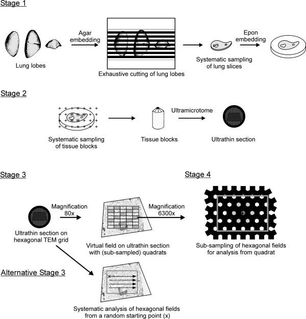 https://cdn.ncbi.nlm.nih.gov/pmc/blobs/5d7e/2826283/62bf59e4a0ce/1743-8977-7-2-5.jpg