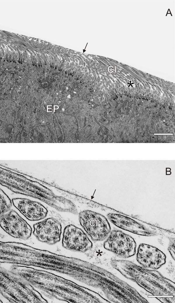 https://cdn.ncbi.nlm.nih.gov/pmc/blobs/5d7e/2826283/e7e65b4d4a49/1743-8977-7-2-2.jpg