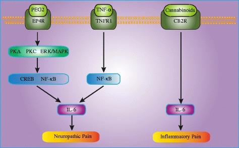 https://cdn.ncbi.nlm.nih.gov/pmc/blobs/5d7e/4897919/b27a206d0ea3/12974_2016_607_Fig2_HTML.jpg