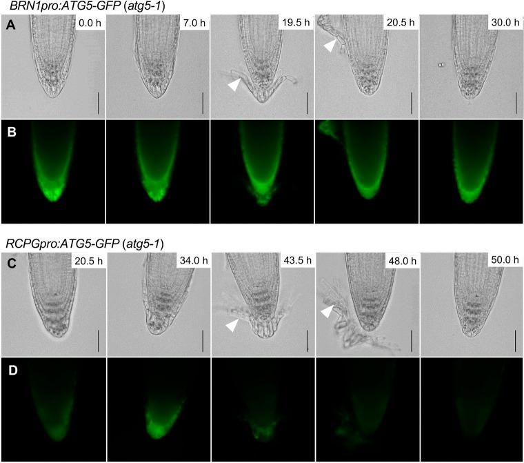 https://cdn.ncbi.nlm.nih.gov/pmc/blobs/5d7f/9245187/db017d9d70a1/develop-149-200593-g7.jpg