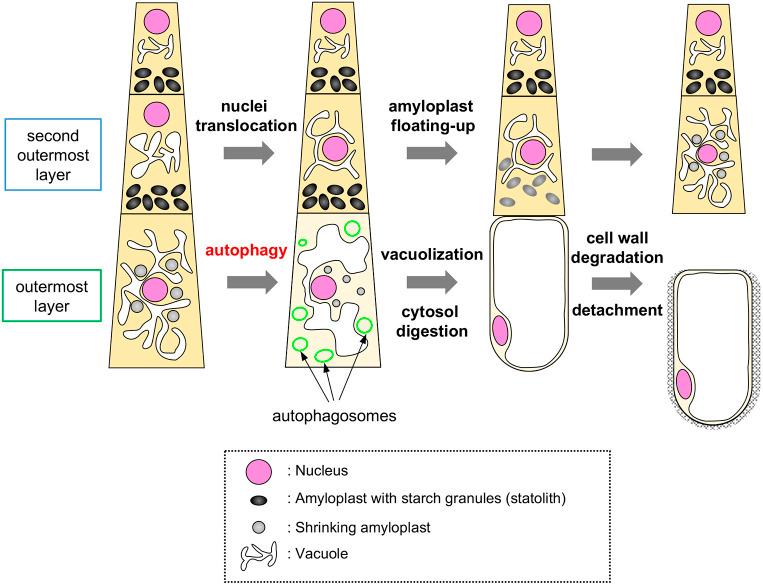 https://cdn.ncbi.nlm.nih.gov/pmc/blobs/5d7f/9245187/ea7ac7cfc795/develop-149-200593-g8.jpg