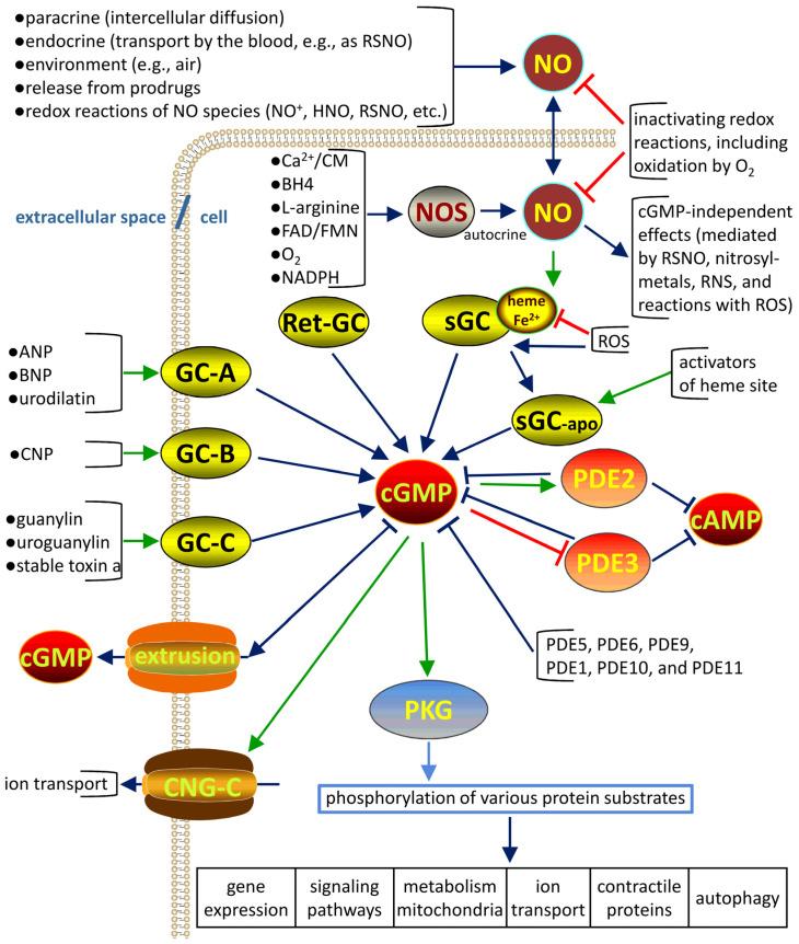 https://cdn.ncbi.nlm.nih.gov/pmc/blobs/5d81/11639989/4a26a77c2eec/cells-13-02008-g001.jpg