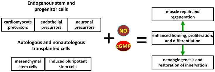 https://cdn.ncbi.nlm.nih.gov/pmc/blobs/5d81/11639989/68ccfbdb0234/cells-13-02008-g004.jpg