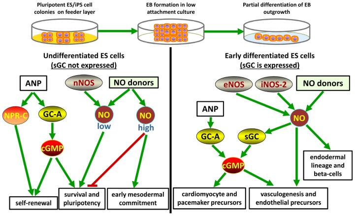 https://cdn.ncbi.nlm.nih.gov/pmc/blobs/5d81/11639989/8cffd1242d59/cells-13-02008-g003.jpg