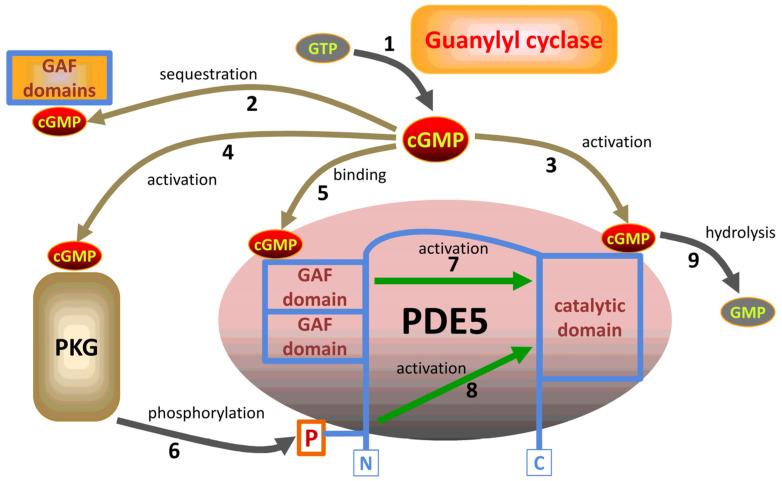 https://cdn.ncbi.nlm.nih.gov/pmc/blobs/5d81/11639989/ede3d347b797/cells-13-02008-g002.jpg