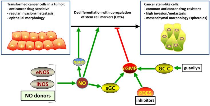 https://cdn.ncbi.nlm.nih.gov/pmc/blobs/5d81/11639989/f3e96368ee7b/cells-13-02008-g005.jpg