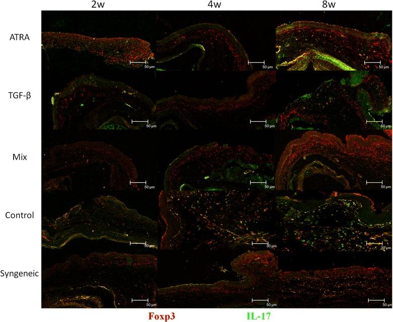 https://cdn.ncbi.nlm.nih.gov/pmc/blobs/5d83/4395899/359777833238/12865_2015_82_Fig5_HTML.jpg