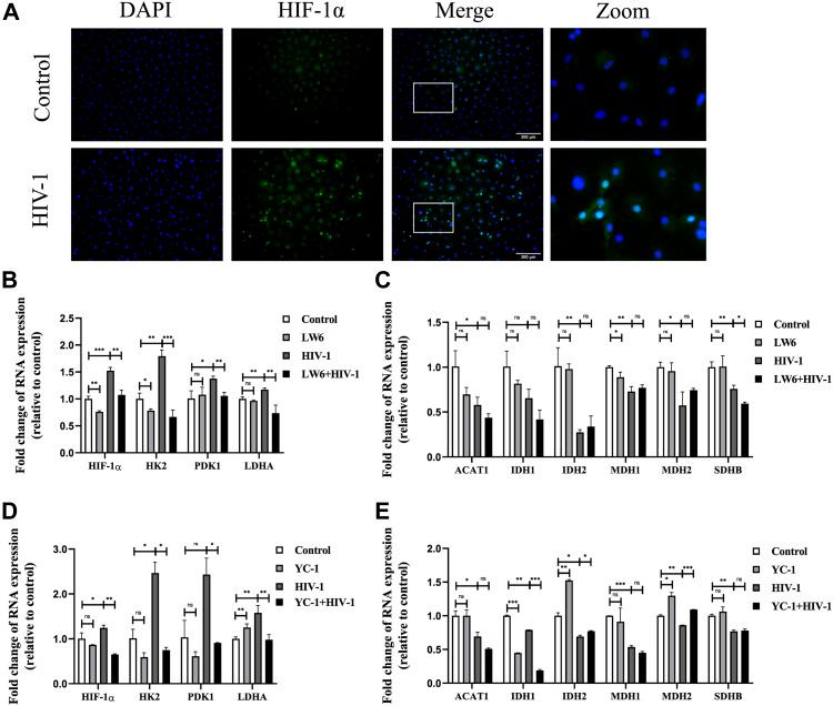https://cdn.ncbi.nlm.nih.gov/pmc/blobs/5d85/10556724/07171f5dd4d8/LSA-2023-02148_Fig3.jpg