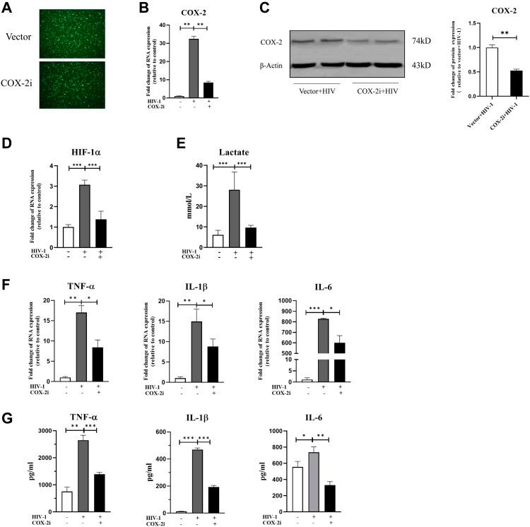 https://cdn.ncbi.nlm.nih.gov/pmc/blobs/5d85/10556724/1a2828267a49/LSA-2023-02148_Fig6.jpg
