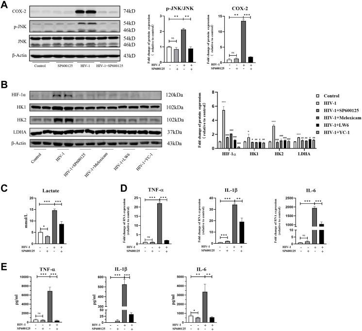 https://cdn.ncbi.nlm.nih.gov/pmc/blobs/5d85/10556724/3d5ec18ce733/LSA-2023-02148_Fig8.jpg