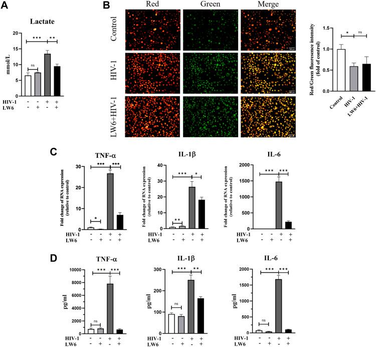https://cdn.ncbi.nlm.nih.gov/pmc/blobs/5d85/10556724/5aadcc1342c7/LSA-2023-02148_Fig4.jpg