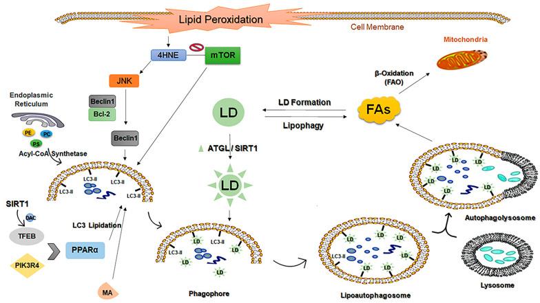 https://cdn.ncbi.nlm.nih.gov/pmc/blobs/5d87/10136996/22b4ed060655/cancers-15-02195-g005.jpg
