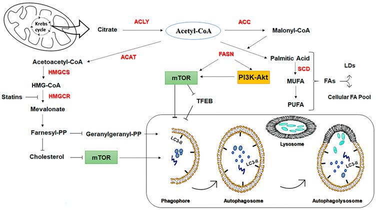 https://cdn.ncbi.nlm.nih.gov/pmc/blobs/5d87/10136996/26e3eda2d9be/cancers-15-02195-g006.jpg