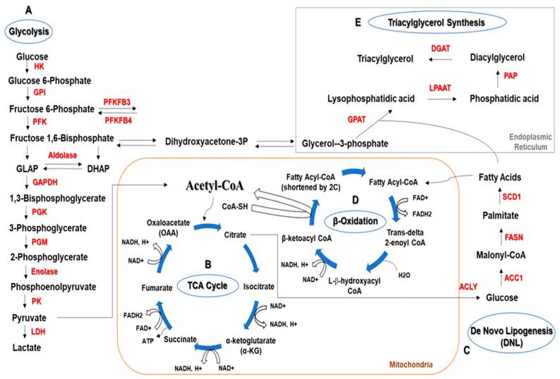 https://cdn.ncbi.nlm.nih.gov/pmc/blobs/5d87/10136996/41791e5a1b39/cancers-15-02195-g002.jpg