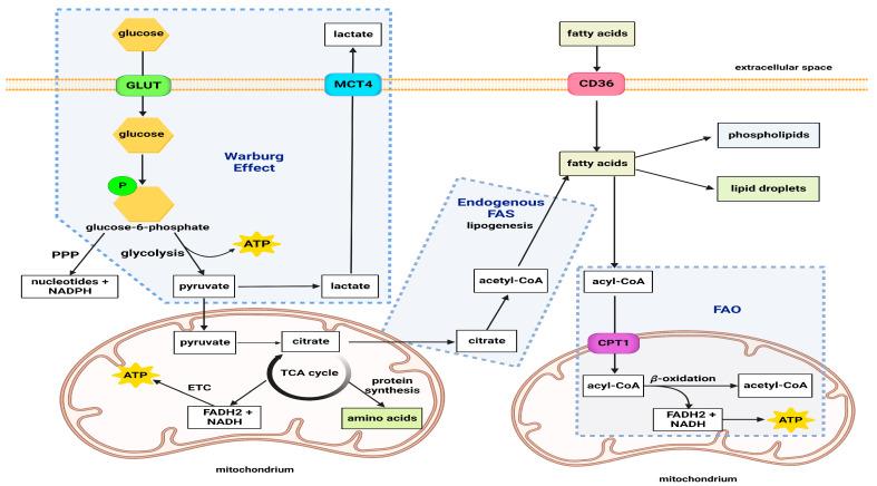 https://cdn.ncbi.nlm.nih.gov/pmc/blobs/5d87/10136996/aefa0749db71/cancers-15-02195-g009.jpg