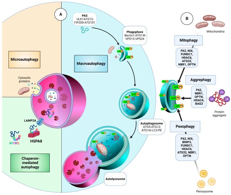 https://cdn.ncbi.nlm.nih.gov/pmc/blobs/5d87/10136996/d7866fb7f02c/cancers-15-02195-g001.jpg