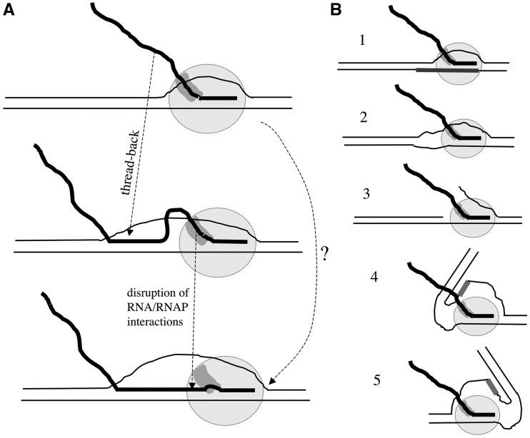 https://cdn.ncbi.nlm.nih.gov/pmc/blobs/5d87/3561996/e6cfa1f9aa89/gks1333f6p.jpg