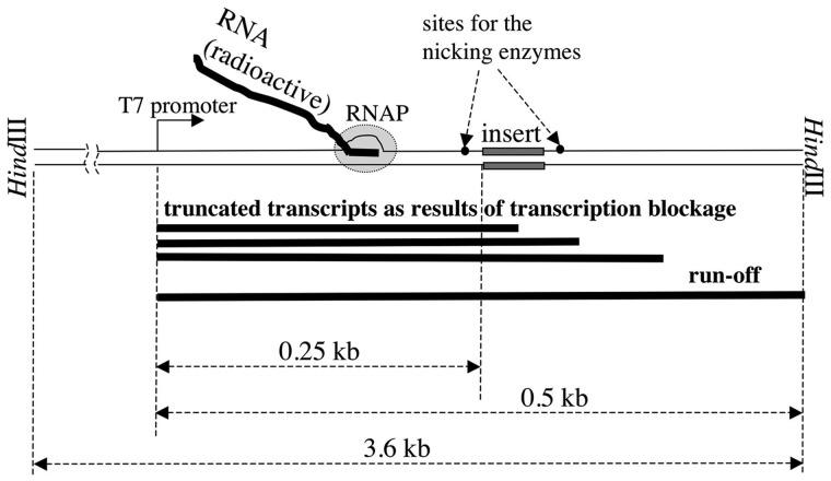 https://cdn.ncbi.nlm.nih.gov/pmc/blobs/5d87/3561996/ed3ed87f958e/gks1333f1p.jpg