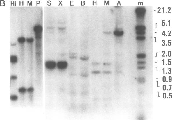https://cdn.ncbi.nlm.nih.gov/pmc/blobs/5d87/457093/59644426fac8/emboj00145-0018-a.jpg