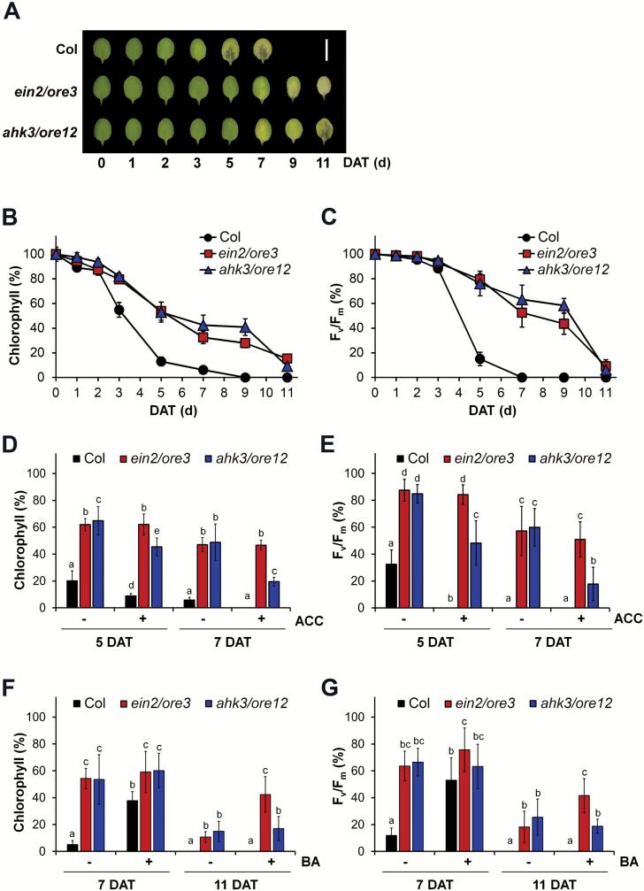 https://cdn.ncbi.nlm.nih.gov/pmc/blobs/5d89/5972659/7341a227297f/ery13701.jpg