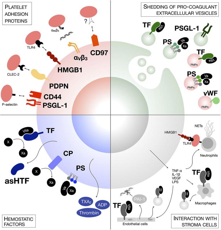 https://cdn.ncbi.nlm.nih.gov/pmc/blobs/5d8f/7530207/01e8ef602c08/fonc-10-01350-g0001.jpg