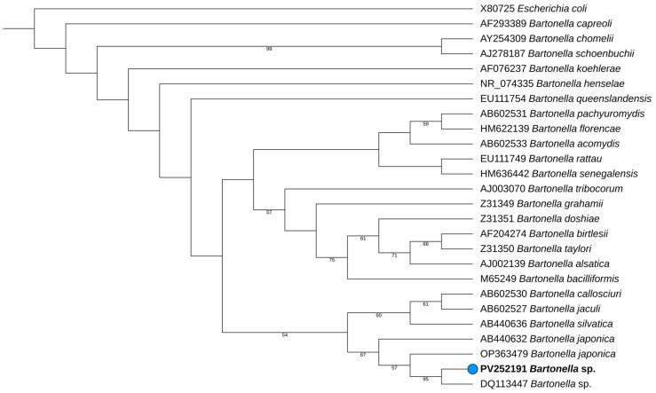 https://cdn.ncbi.nlm.nih.gov/pmc/blobs/5d94/12115473/2c14f2c6885f/vetsci-12-00405-g001.jpg