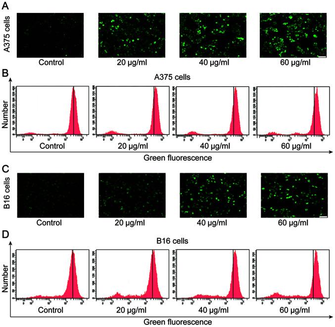 https://cdn.ncbi.nlm.nih.gov/pmc/blobs/5d94/8063224/140796ca92e1/ol-21-06-12714-g04.jpg