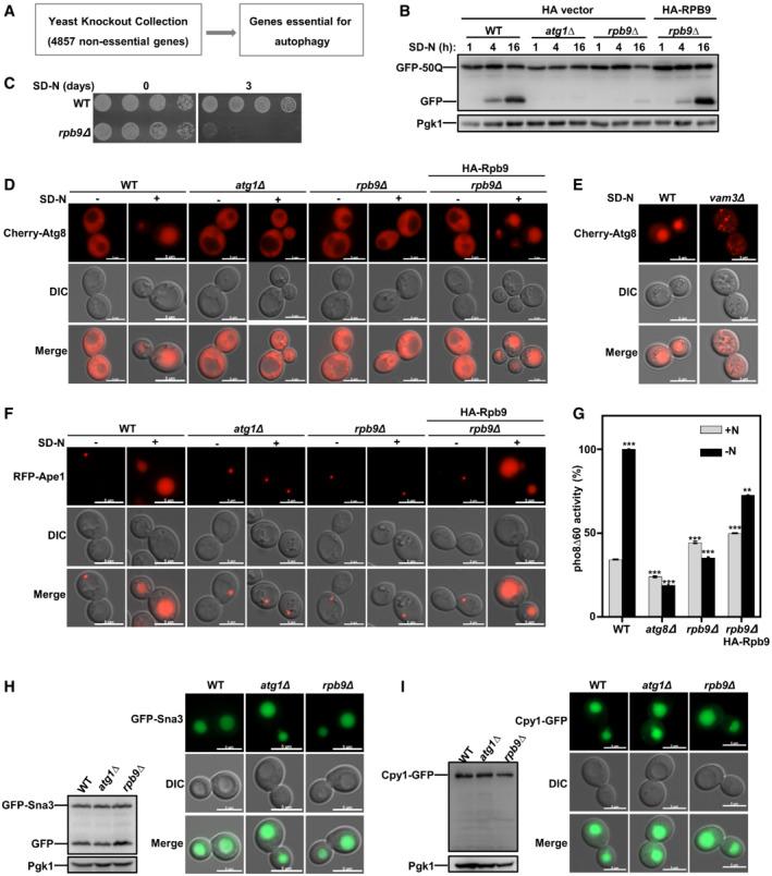 https://cdn.ncbi.nlm.nih.gov/pmc/blobs/5d94/9638876/23b9c6d60a2e/EMBR-23-e54993-g013.jpg