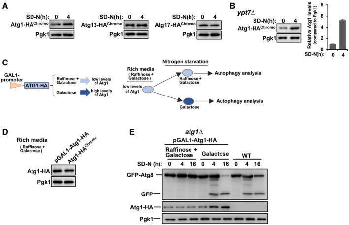 https://cdn.ncbi.nlm.nih.gov/pmc/blobs/5d94/9638876/45127ab5c303/EMBR-23-e54993-g003.jpg