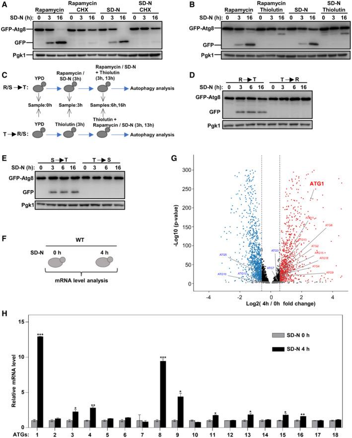 https://cdn.ncbi.nlm.nih.gov/pmc/blobs/5d94/9638876/5f8a5c8e2a8e/EMBR-23-e54993-g007.jpg