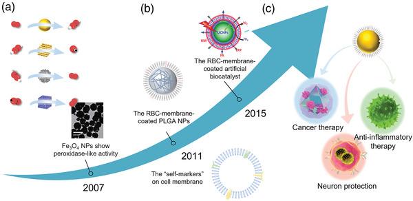 https://cdn.ncbi.nlm.nih.gov/pmc/blobs/5d9a/10265064/0ae873ef15c4/ADVS-10-2206181-g012.jpg