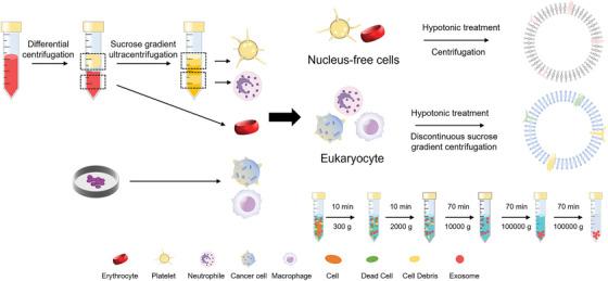 https://cdn.ncbi.nlm.nih.gov/pmc/blobs/5d9a/10265064/420add95e99d/ADVS-10-2206181-g008.jpg