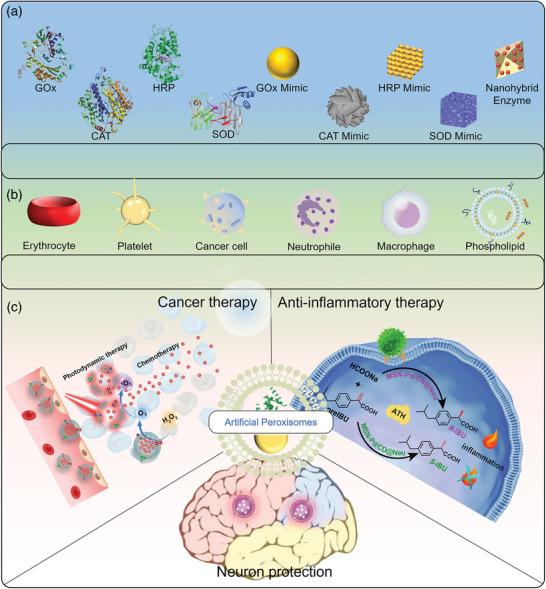 https://cdn.ncbi.nlm.nih.gov/pmc/blobs/5d9a/10265064/c5b88365057a/ADVS-10-2206181-g003.jpg