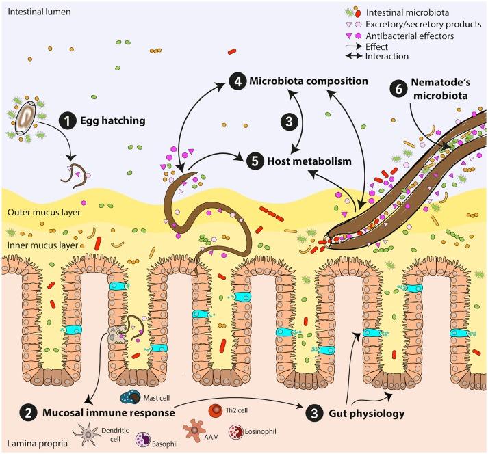 https://cdn.ncbi.nlm.nih.gov/pmc/blobs/5d9a/5406411/88957848b8b6/fcimb-07-00144-g0002.jpg