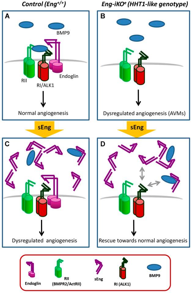 https://cdn.ncbi.nlm.nih.gov/pmc/blobs/5d9b/6176985/20b3d1ac6e5b/dmm-11-034397-g6.jpg