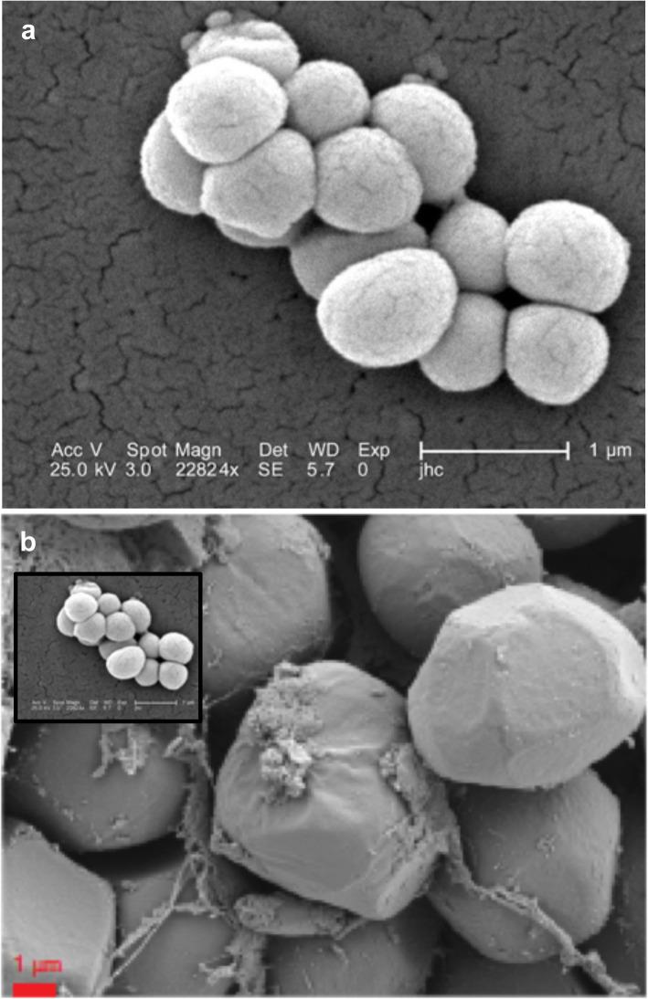 https://cdn.ncbi.nlm.nih.gov/pmc/blobs/5da2/7805227/f2061d1b4e86/40168_2020_949_Fig3_HTML.jpg