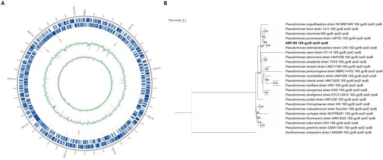 https://cdn.ncbi.nlm.nih.gov/pmc/blobs/5da6/12239753/0c9505d482f7/fpls-16-1561298-g006.jpg