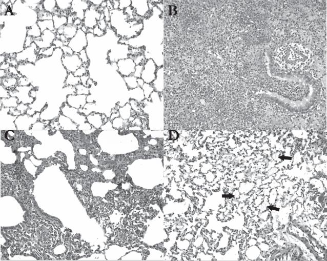 https://cdn.ncbi.nlm.nih.gov/pmc/blobs/5da6/2676664/f88ab67e0653/ijn-2-501f6.jpg