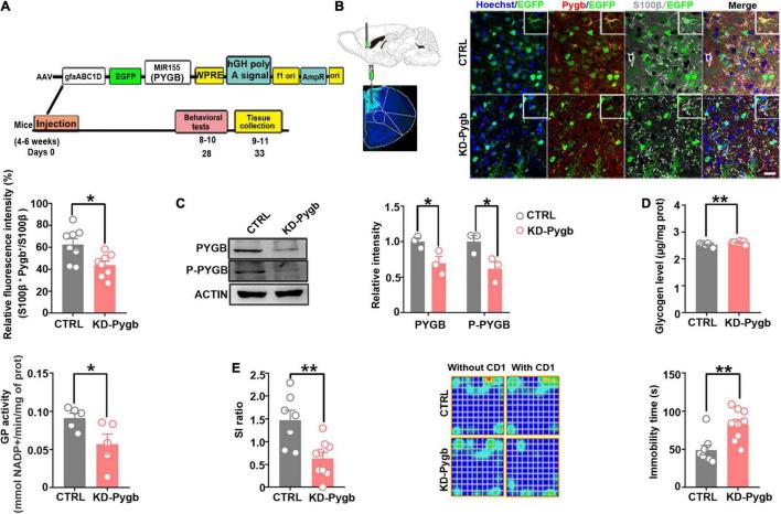https://cdn.ncbi.nlm.nih.gov/pmc/blobs/5da6/8820374/b9f63f5833dc/fnmol-14-819440-g005.jpg
