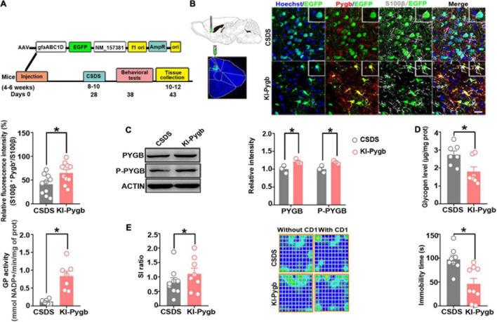 https://cdn.ncbi.nlm.nih.gov/pmc/blobs/5da6/8820374/ce7e391614a3/fnmol-14-819440-g006.jpg