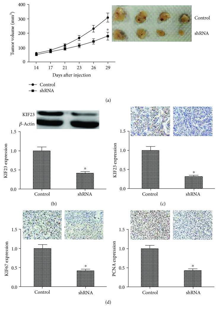 https://cdn.ncbi.nlm.nih.gov/pmc/blobs/5dab/6441499/b23bd4741ba4/DM2019-9751923.004.jpg