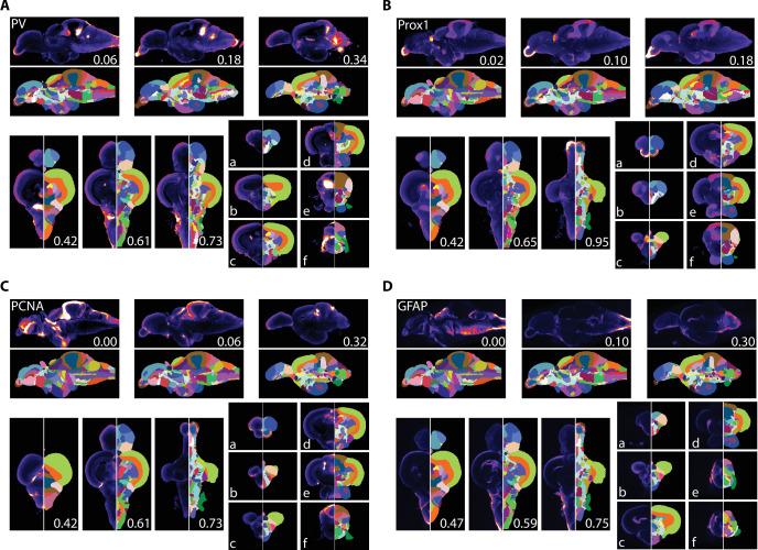 https://cdn.ncbi.nlm.nih.gov/pmc/blobs/5dac/8639146/1a4f60b3767a/elife-69988-fig7.jpg